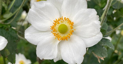 Essential anemones for the autumn garden