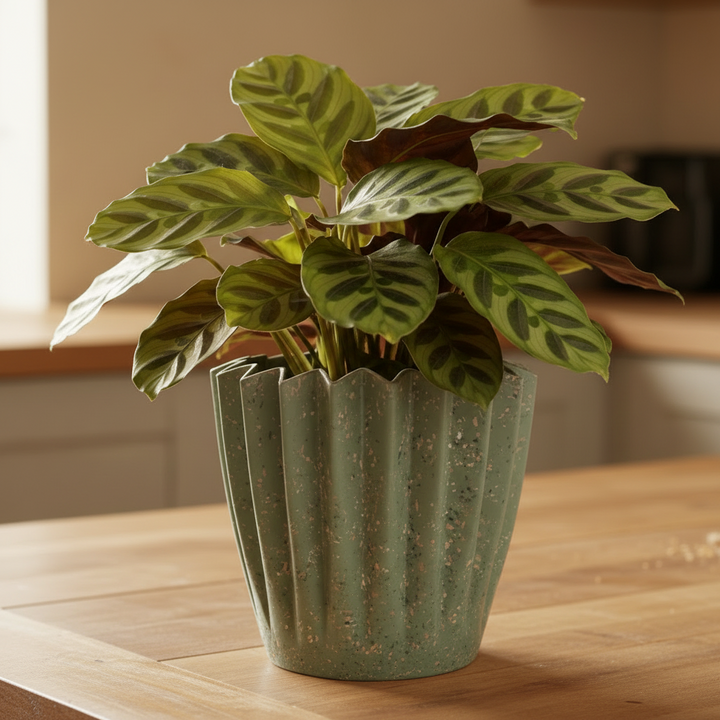 Earthy Recycled Bamboo Fibre Green Corrugated Pot Cover