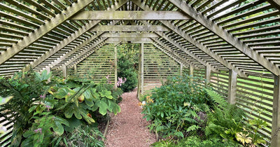 Creating the perfect place for shade loving plants