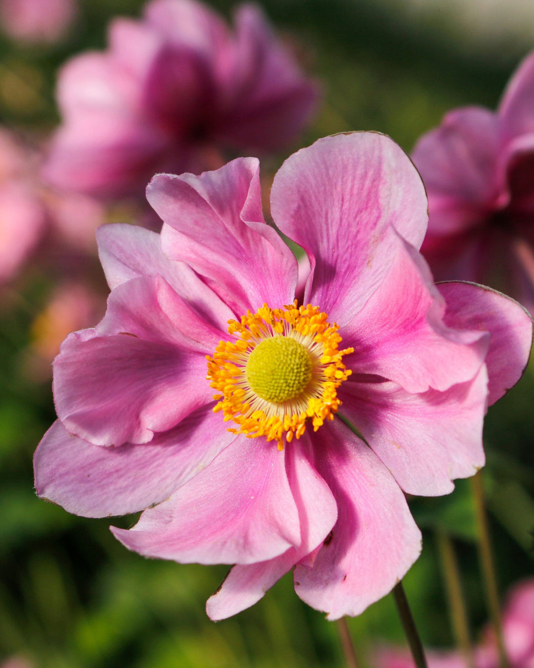 Anemone hupehensis 'Serenade' 2L Pot