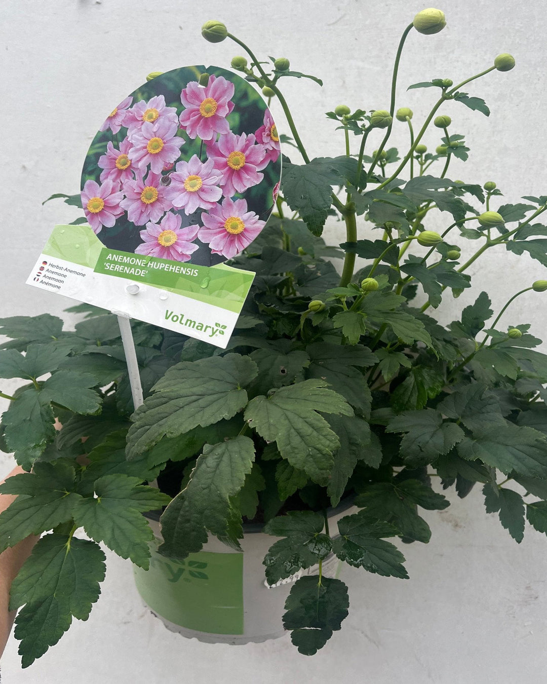 Anemone hupehensis 'Serenade' 2L Pot