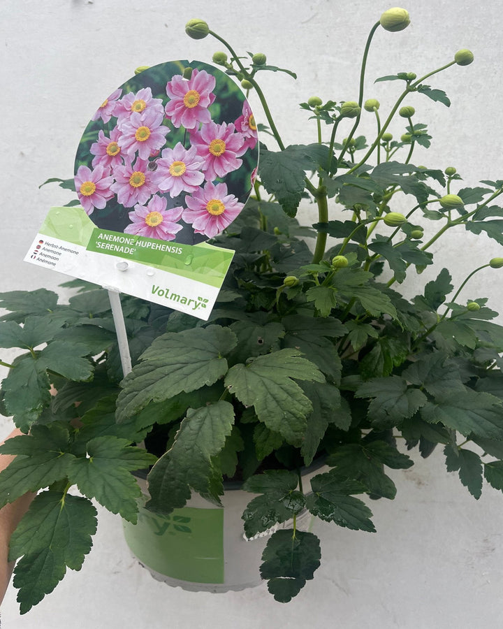Anemone hupehensis 'Serenade' 2L Pot