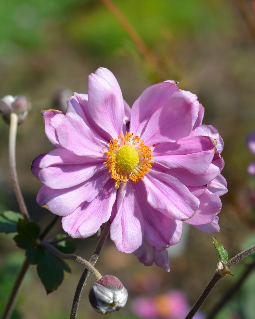 close up of pink petalled flower against a green background
