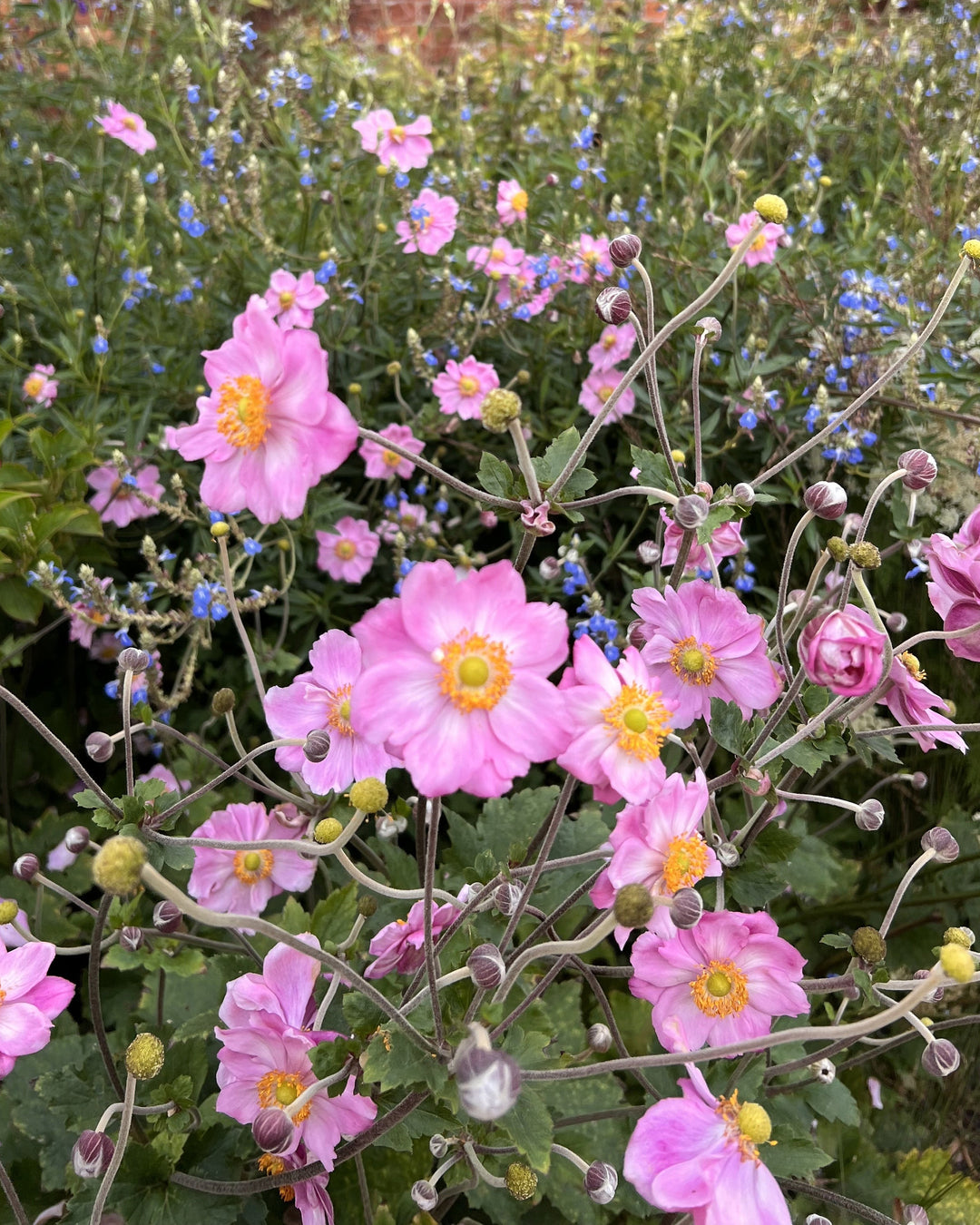pink flowers in a border with blue flowers behind