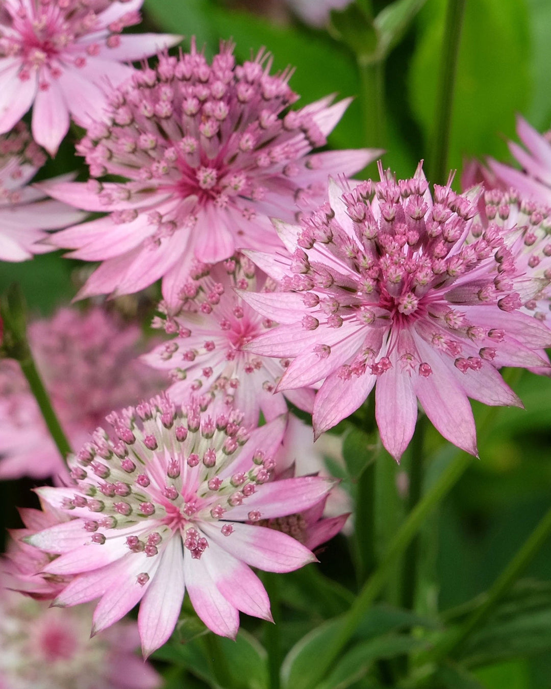 close up of star-like, pink astrantia flowers