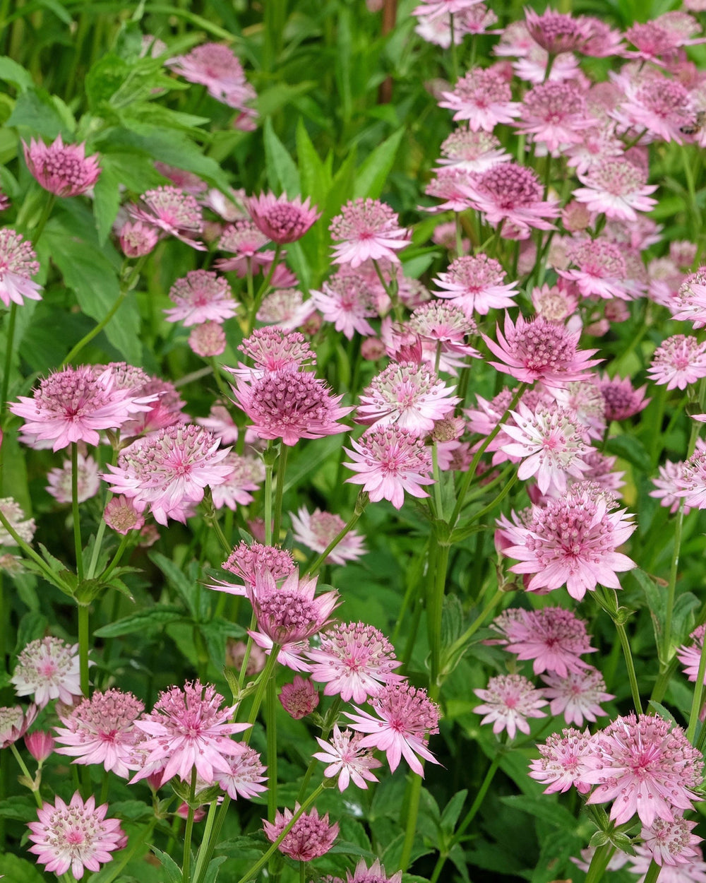 pink flowers and green foliage in a garden setting