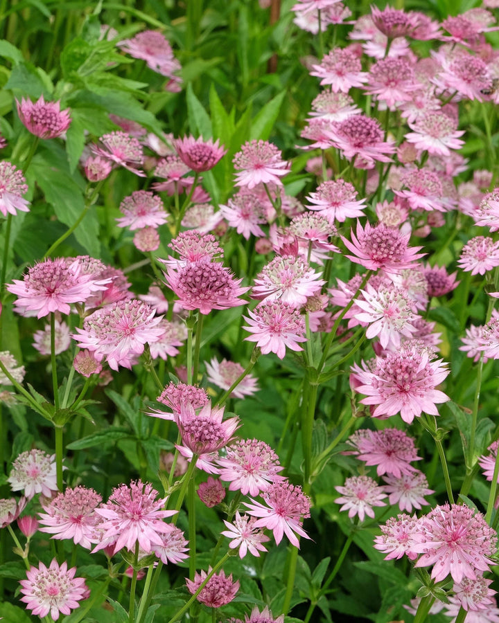 pink flowers and green foliage in a garden setting