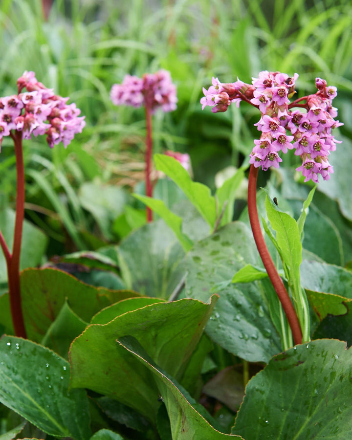 pink flowers plant with large glossy leaves