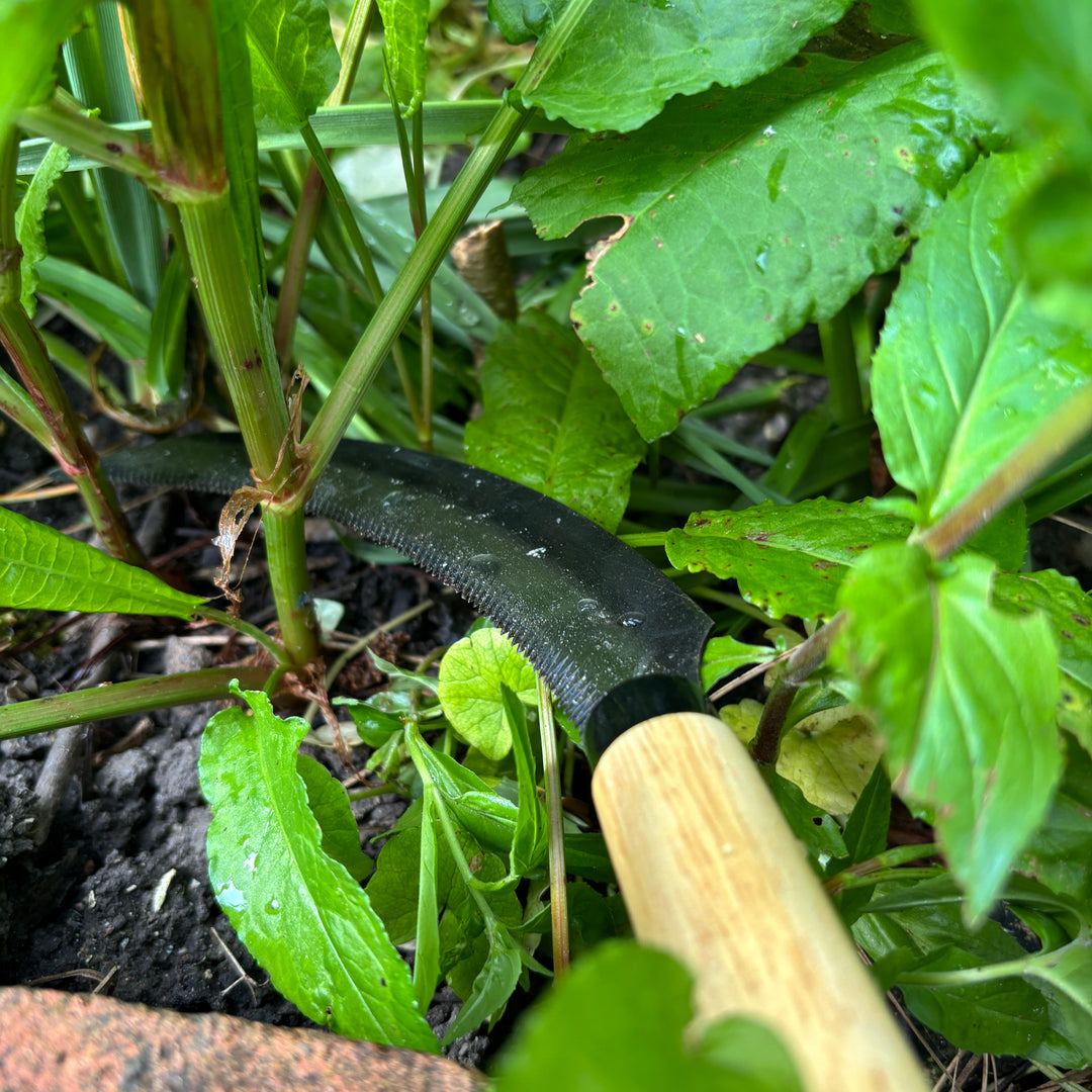 Hand sickle garden tool being used to cut through weed stems