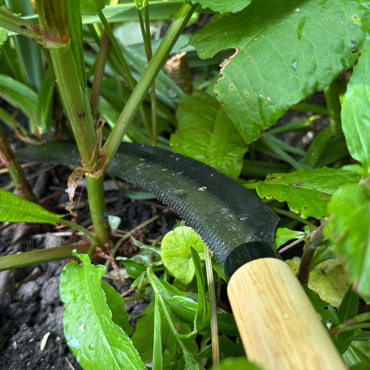 Hand sickle gardening tool being used to cut through stems of weeds