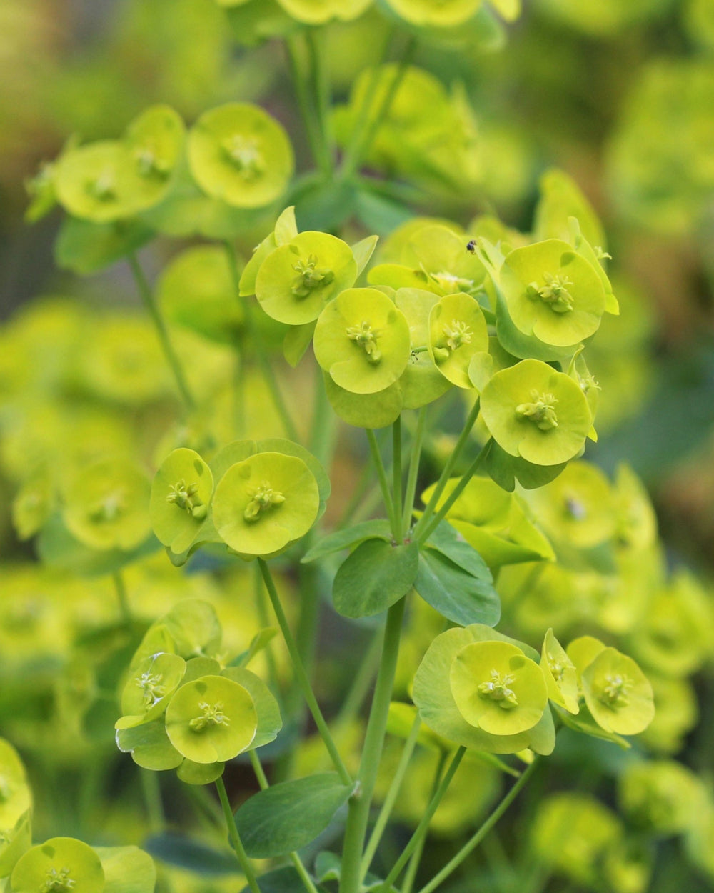 lime green flowers and bracts again a blurred background