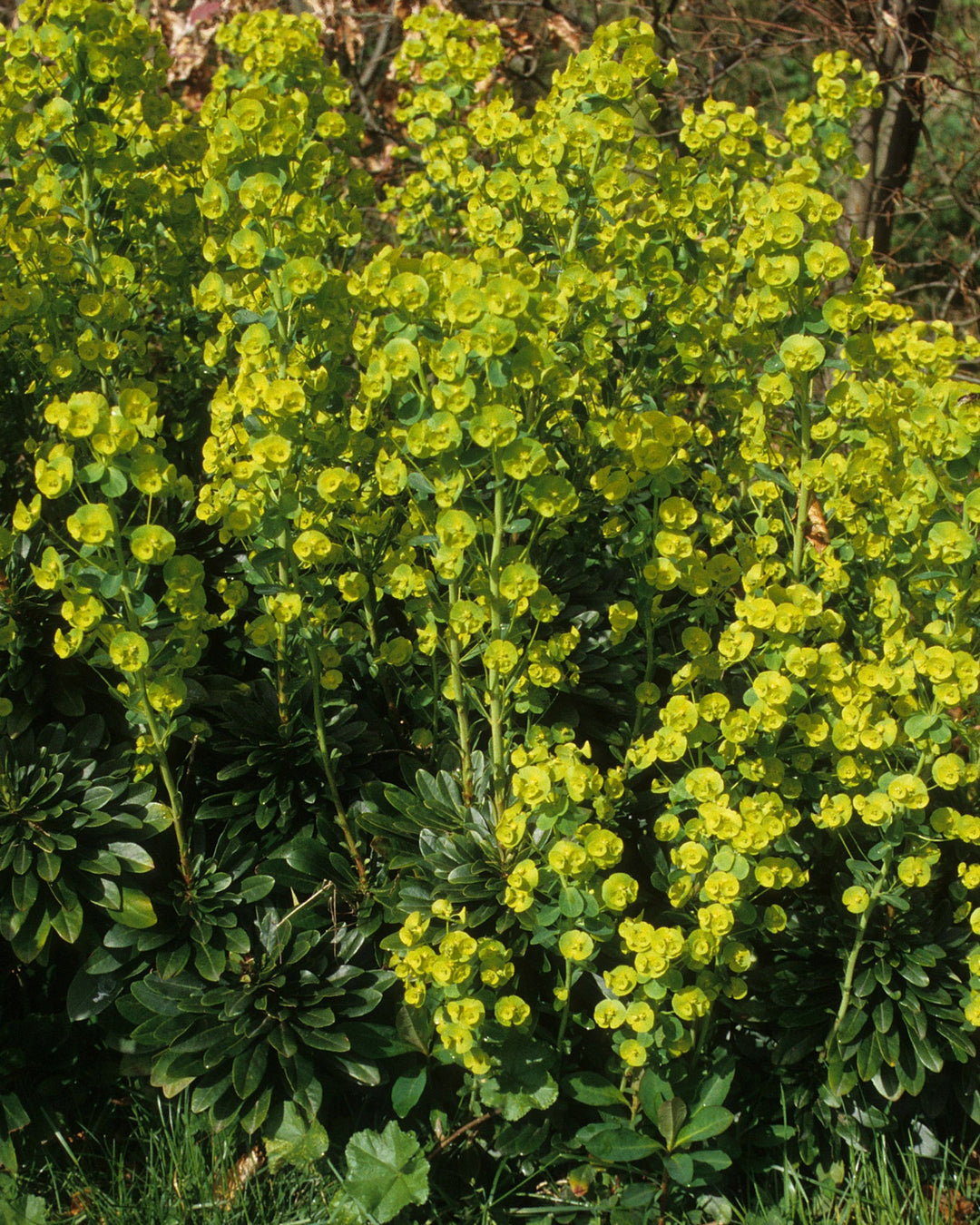 lime green flowers and bracts above dark green foliage