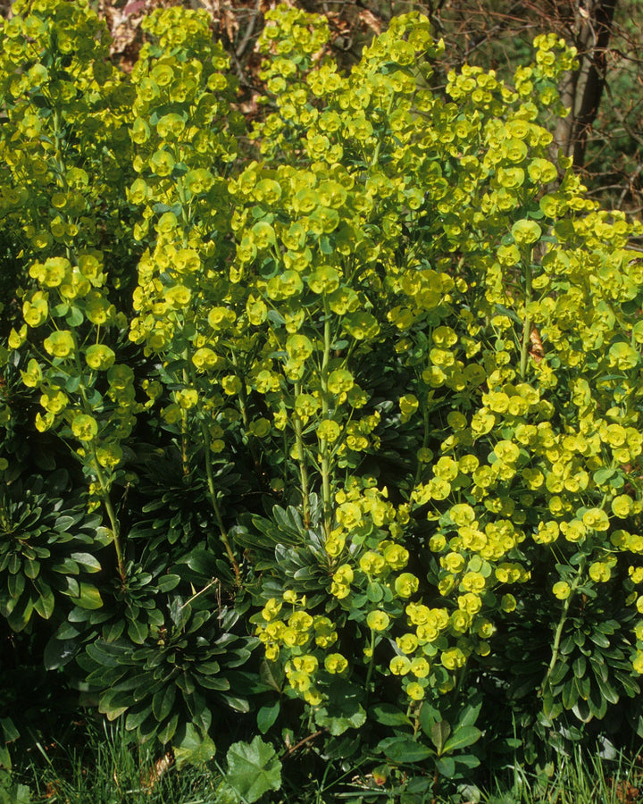 lime green flowers and bracts above dark green foliage