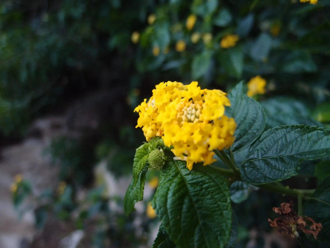 Shrieking Violet Real Flowers Round Link Sterling Silver Bracelet