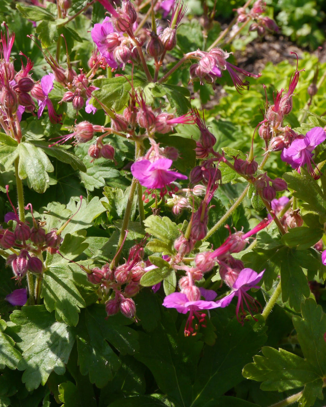 Close-up of pink flowers with green leaves in a natural setting