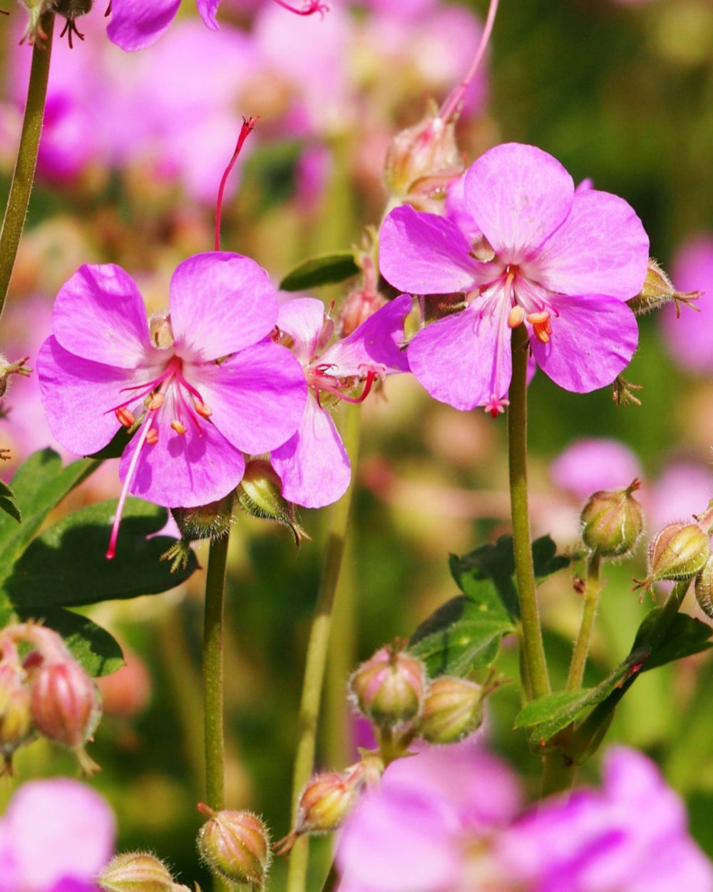 Close-up of pink flowers with green leaves on a blurred natural background