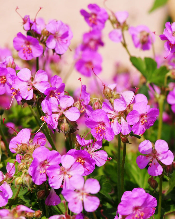 Close-up of pink flowers with a blurred background