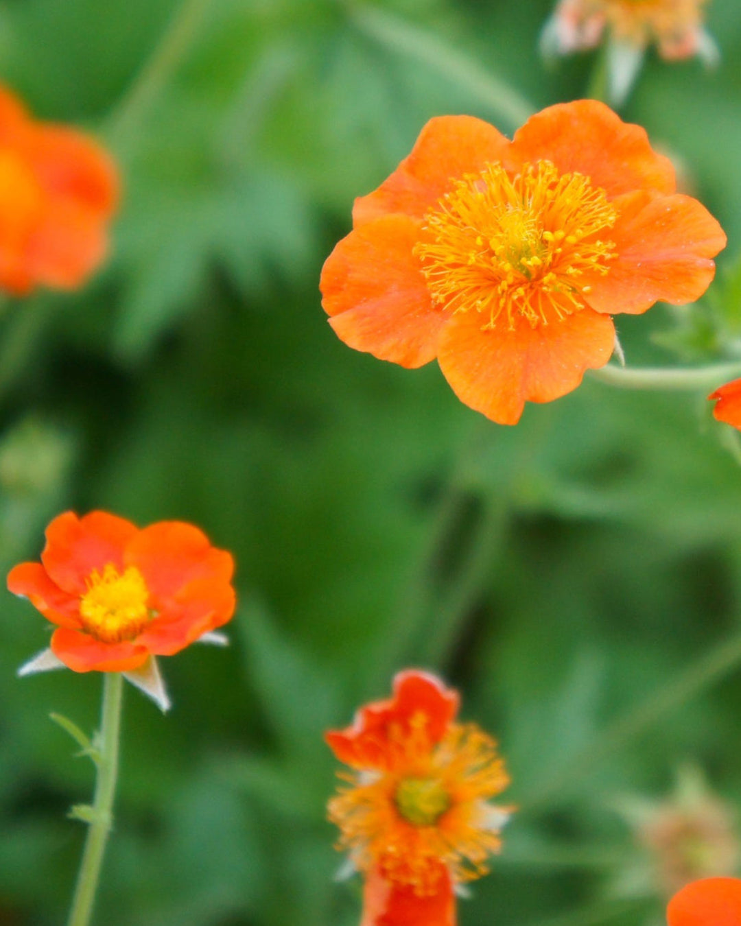 orange flowers against a green background
