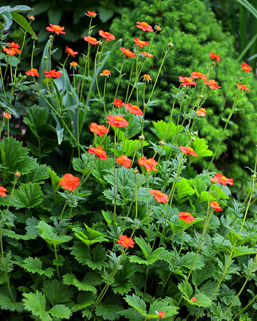 orange geum flowers against a green background