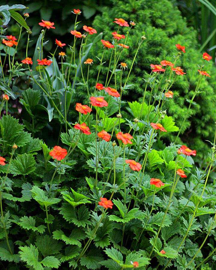 orange geum flowers against a green background
