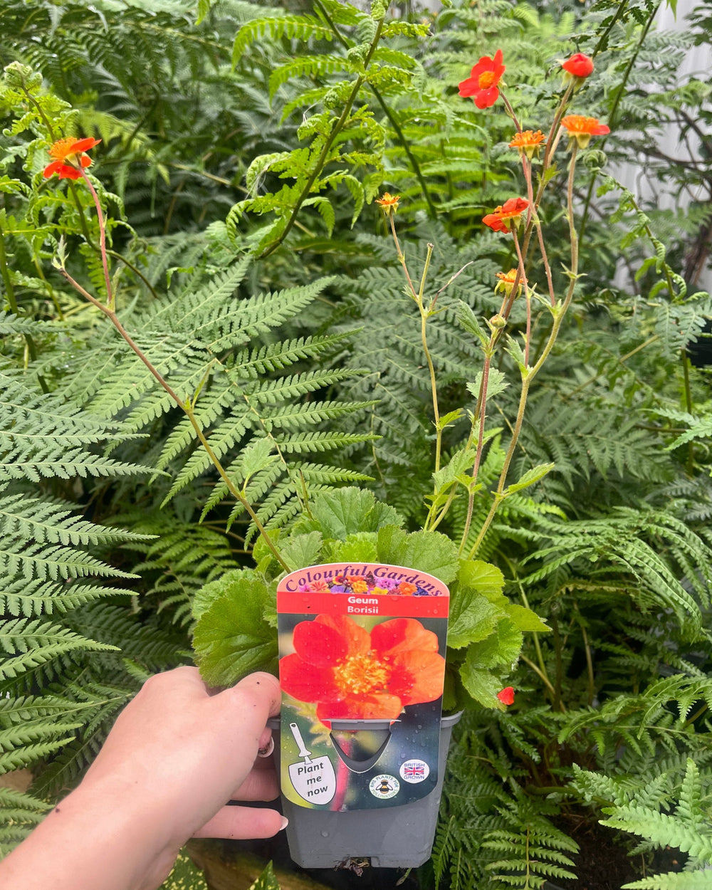 young plant in pot held in a hand