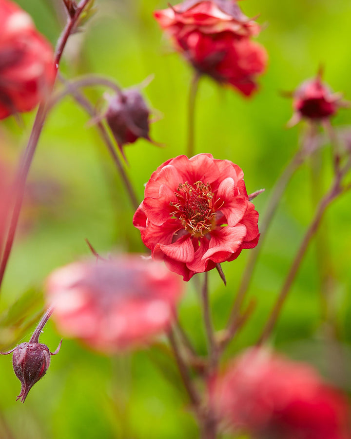 close up of geum flower showing stamens