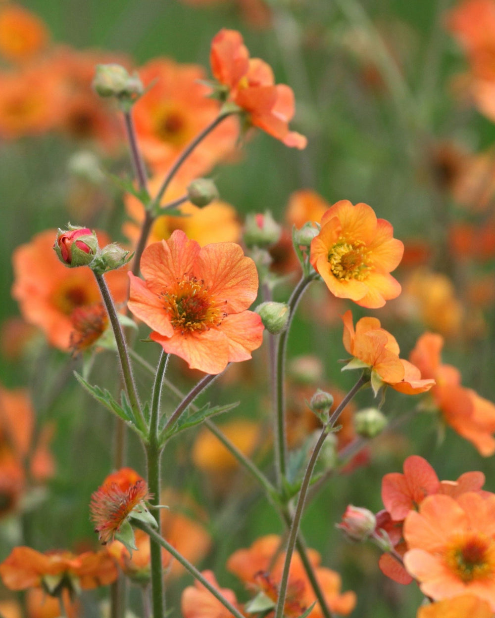 Close-up of orange geum flowers with a blurred green background