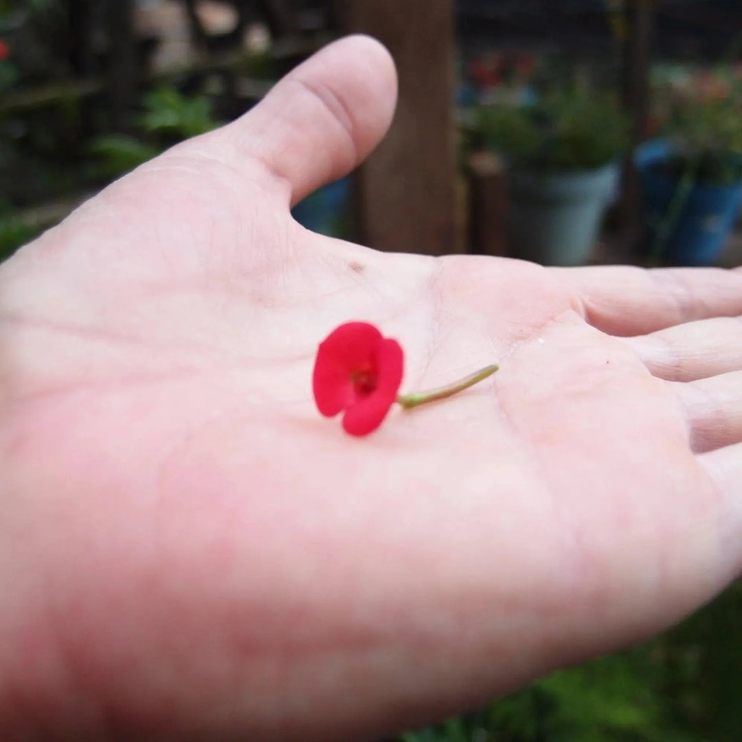Shrieking Violet® Gold Plated Poppy Flower Charm Bracelet
