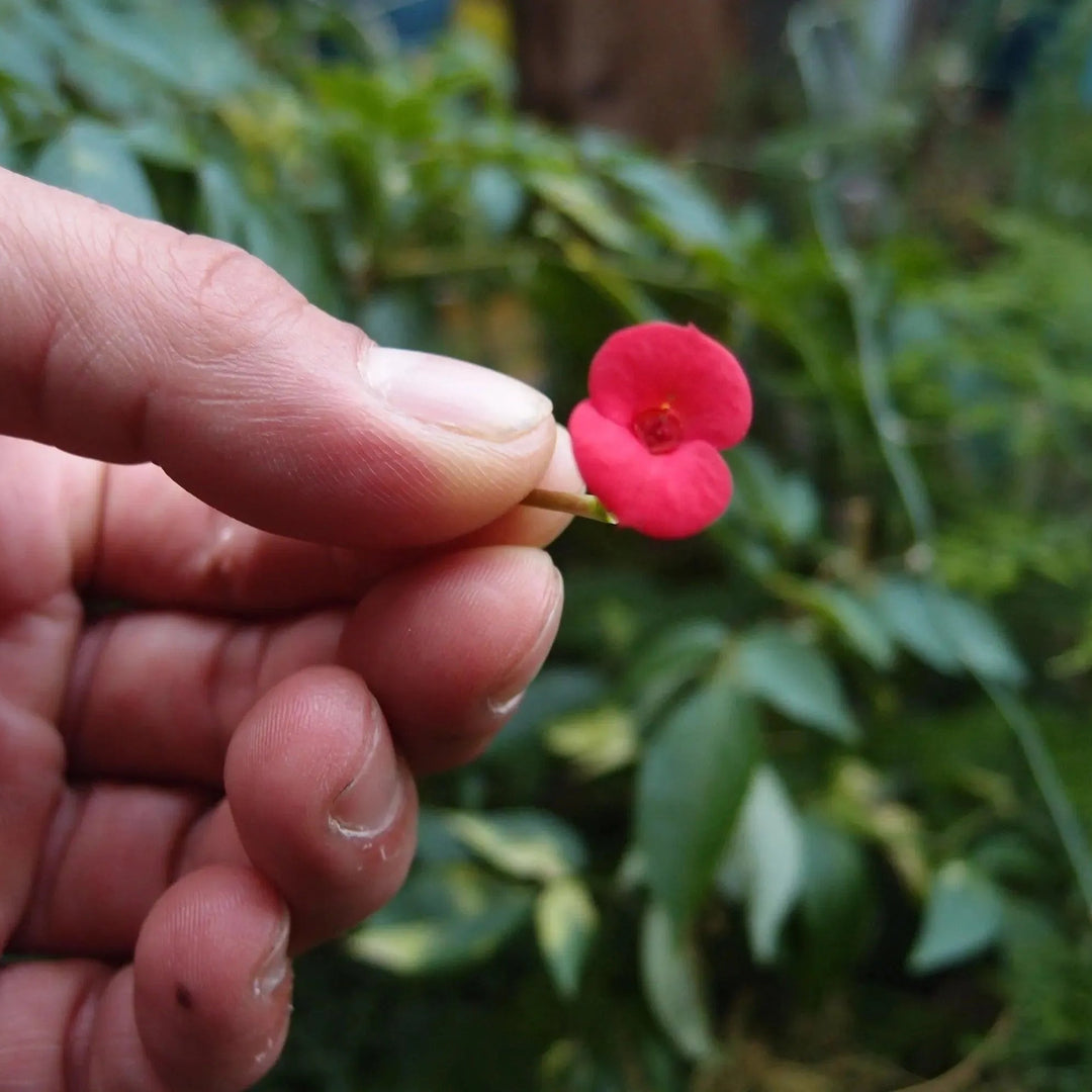 Shrieking Violet® Gold Plated Poppy Flower Charm Bracelet