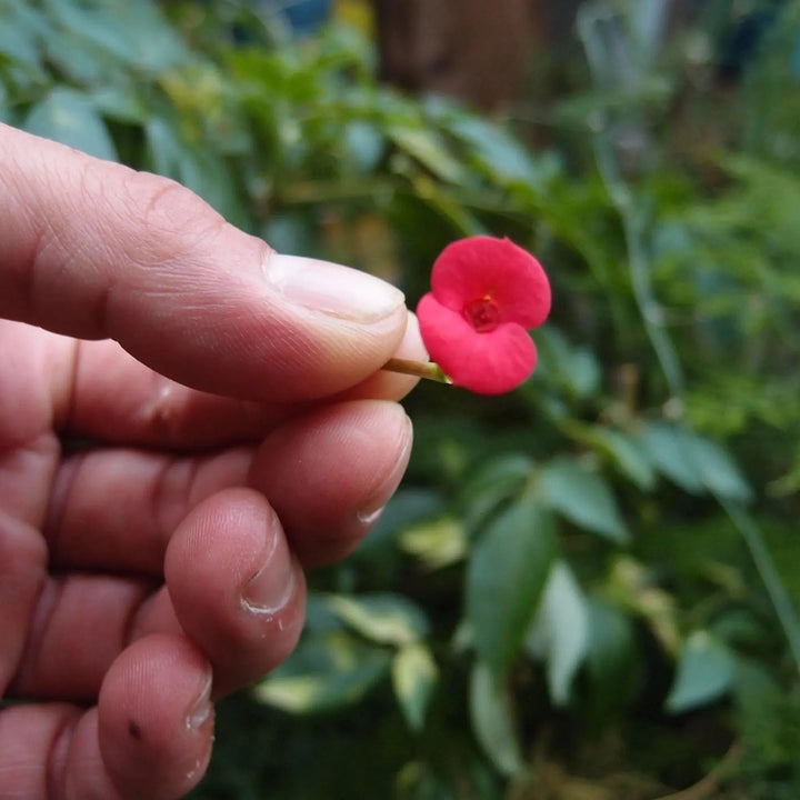 Shrieking Violet® Gold Plated Poppy Flower Charm Bracelet
