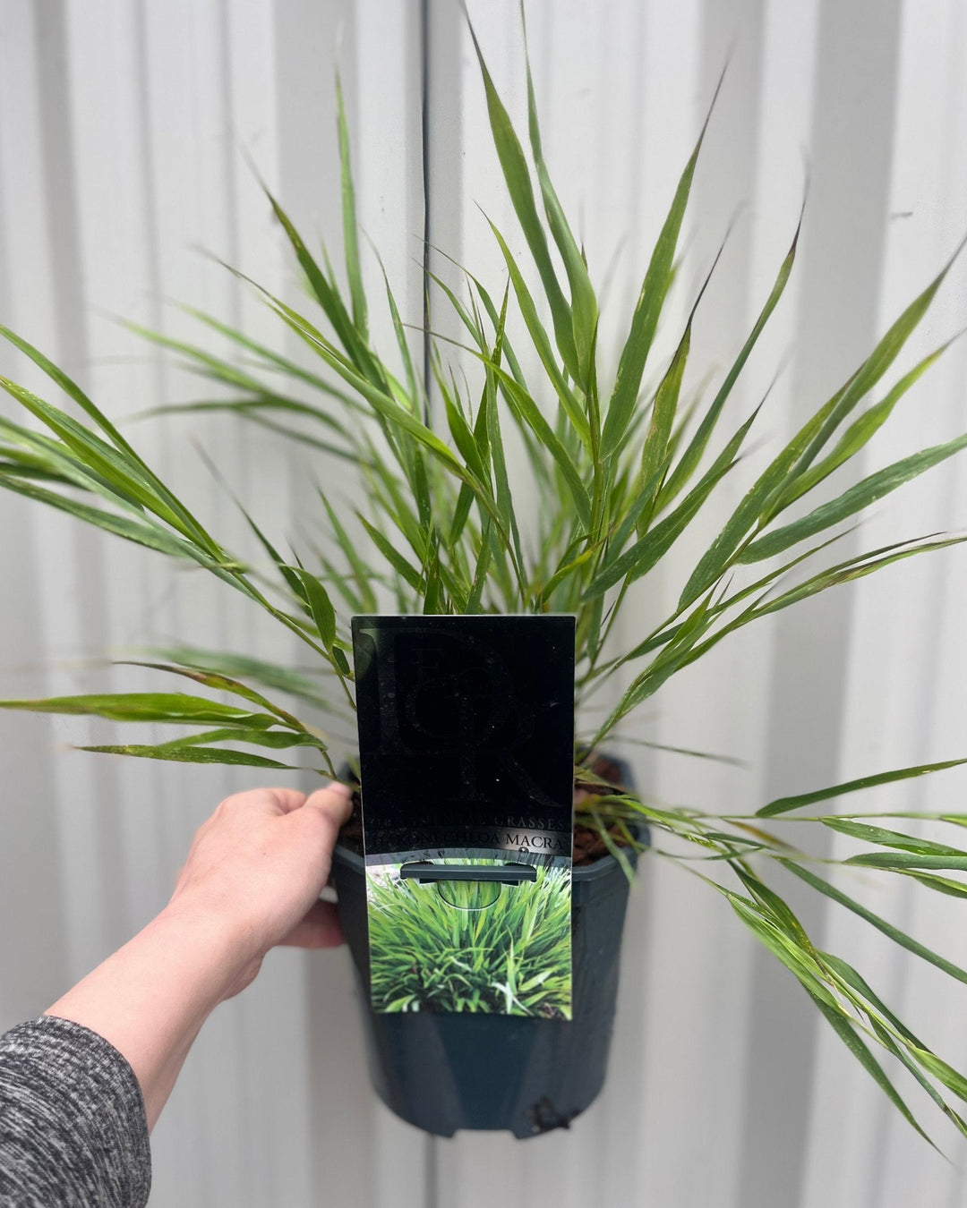 Hakonechloa macra 9cm or 2L