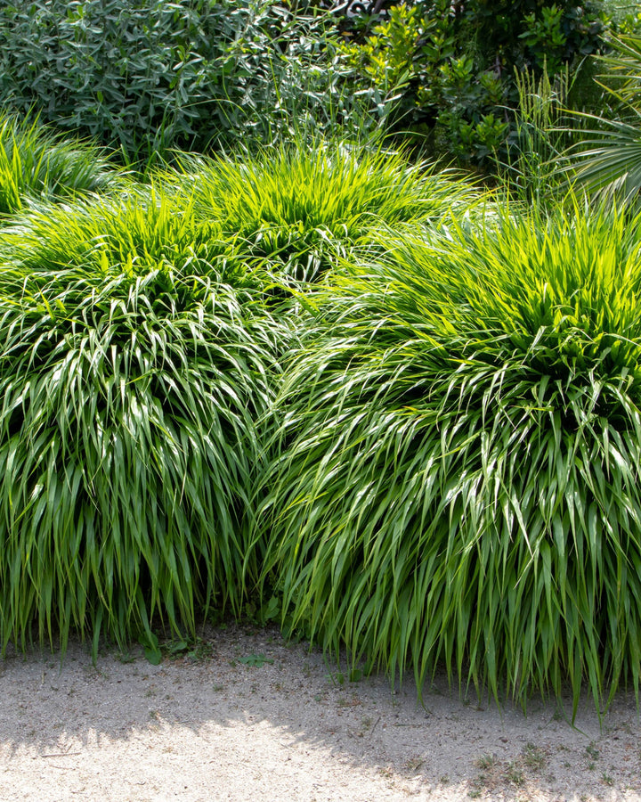 Hakonechloa macra 9cm or 2L