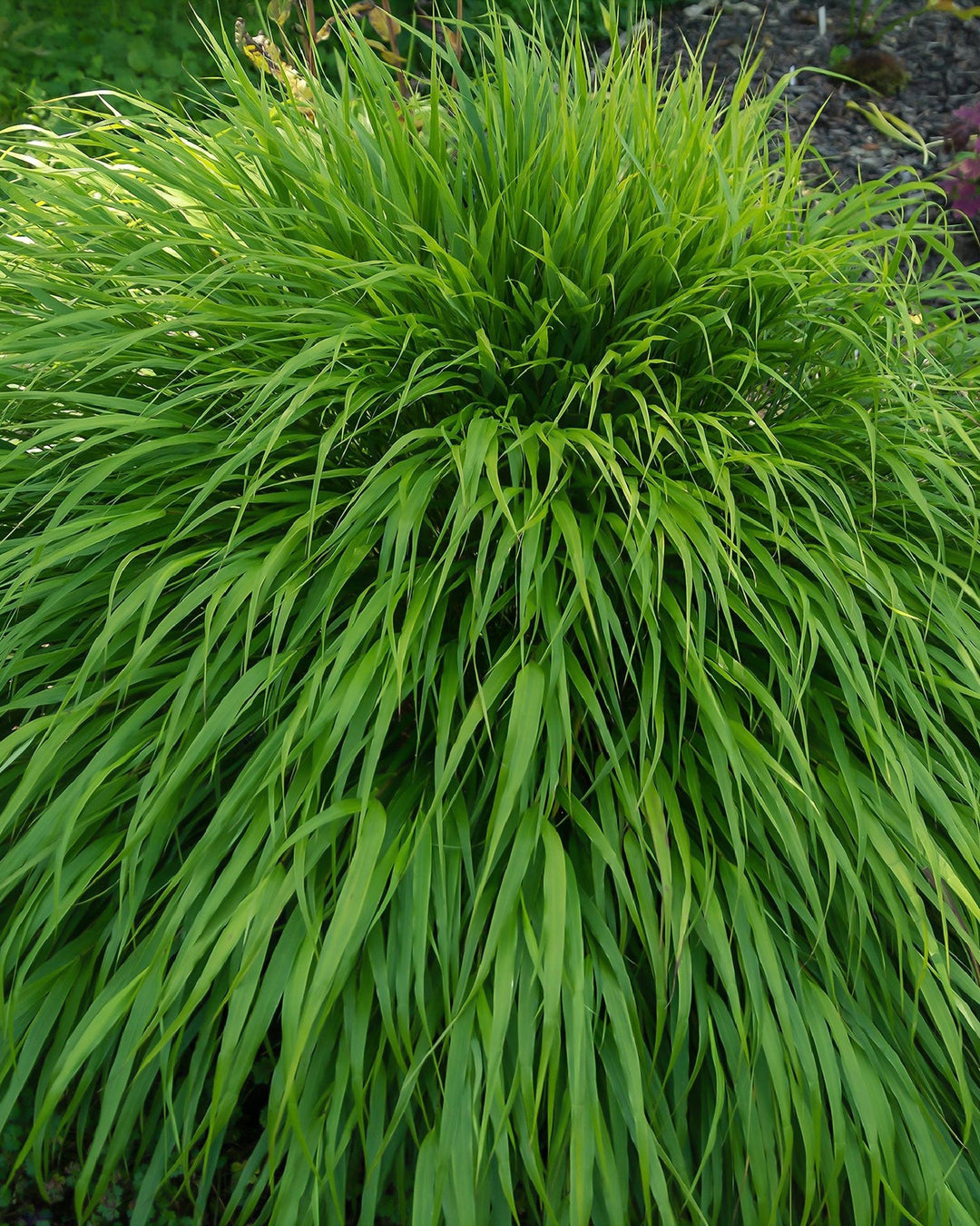 Hakonechloa macra 9cm or 2L