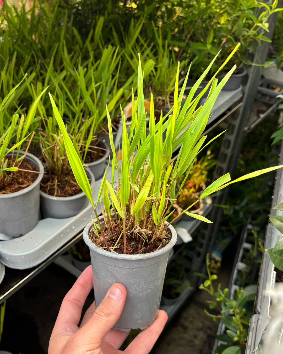 Hakonechloa macra 9cm or 2L