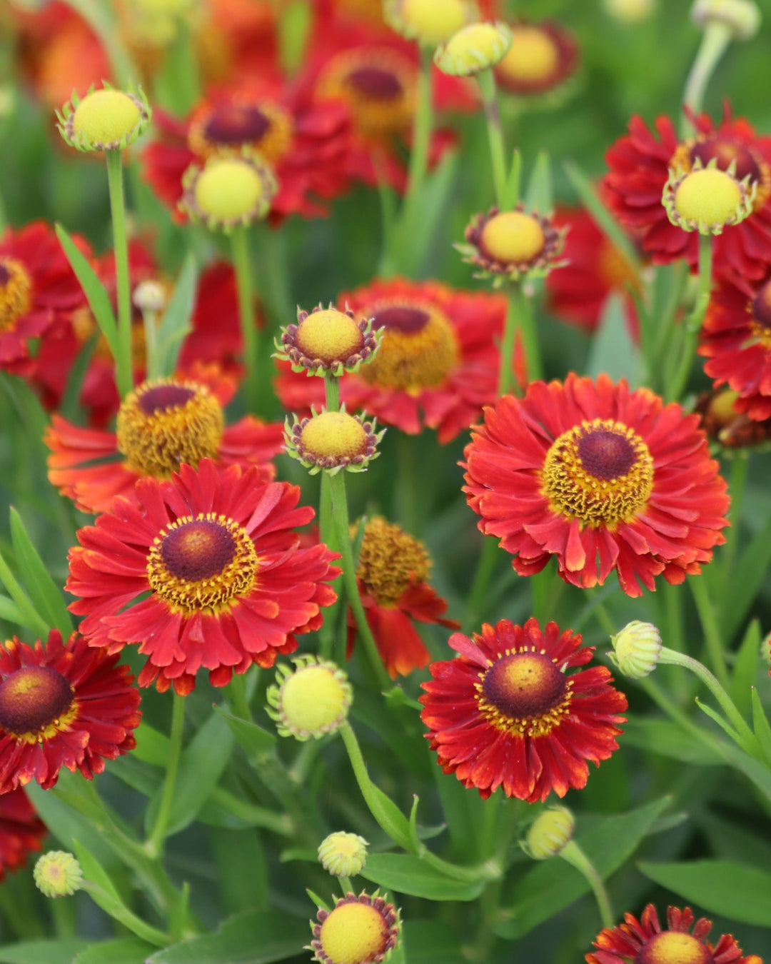 red daisy like flowers against green foliage