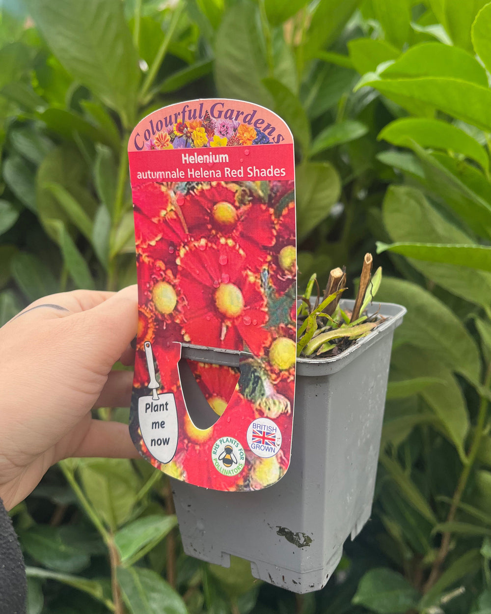 young plant in pot with picture label showing flowers