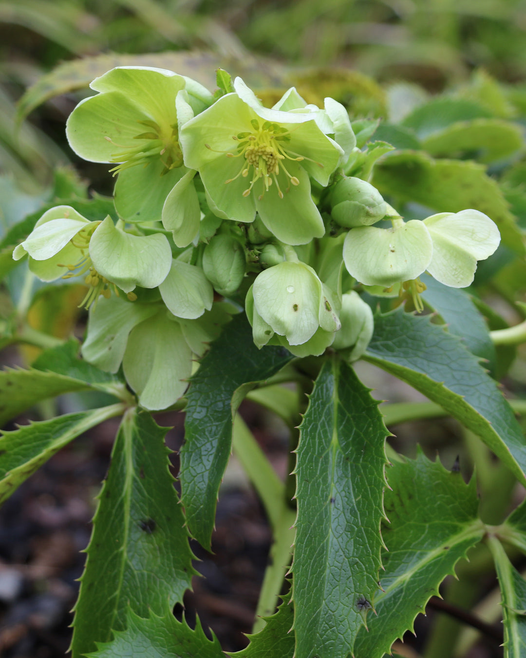 Close-up of green flowers with leaves on a blurred natural background