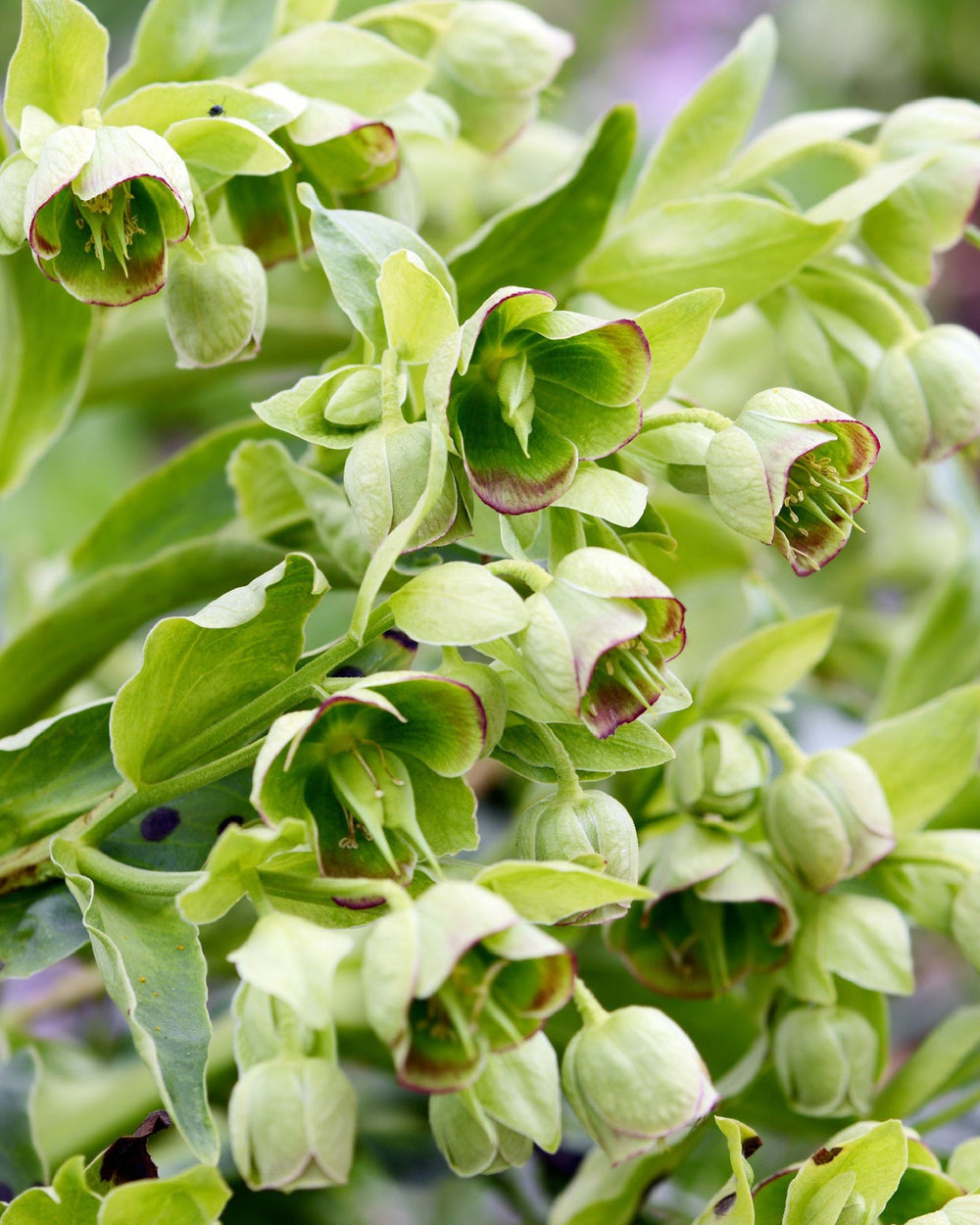 green helleborus flowers close up