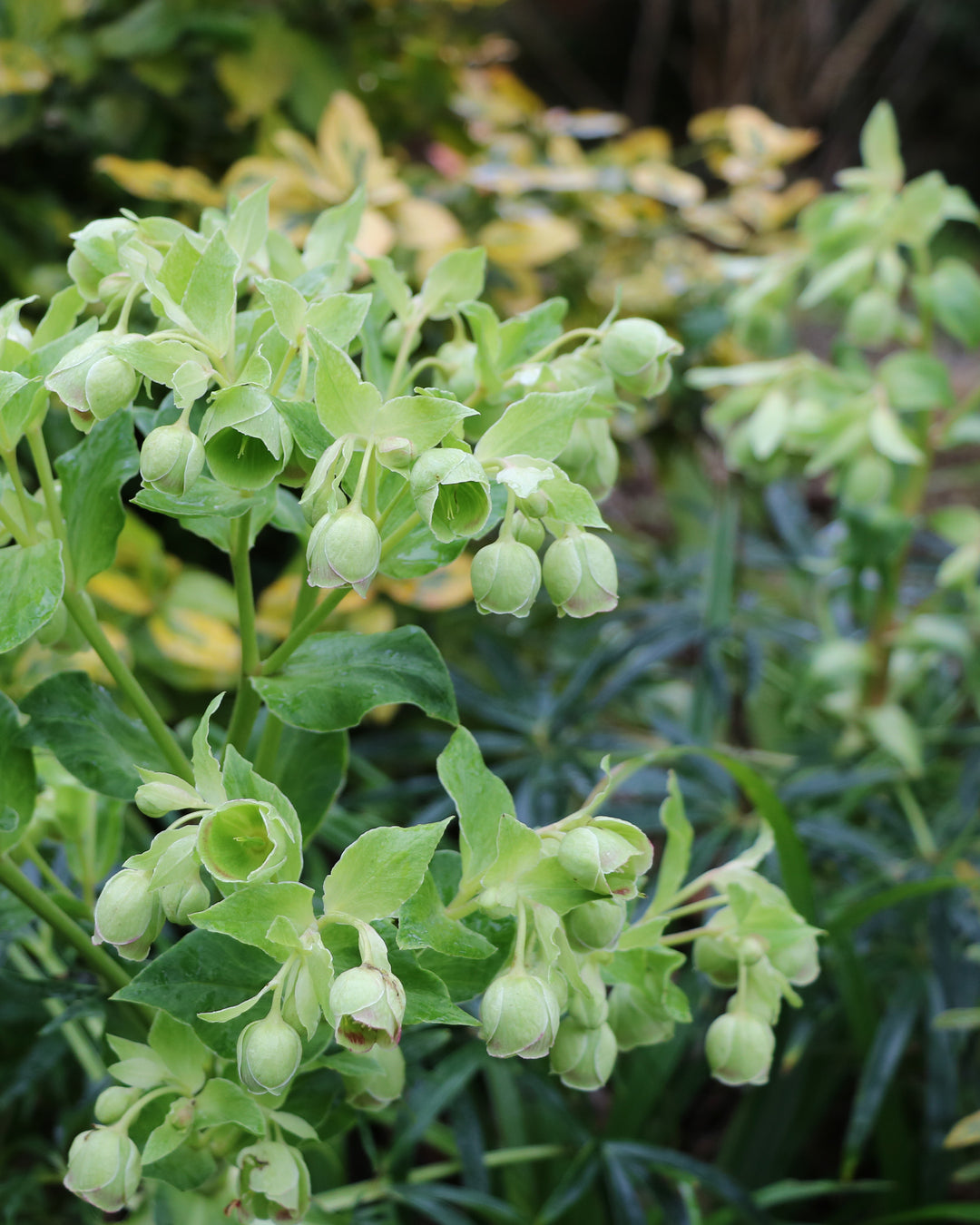 sprays of cream-lime hellbore flowers above dark green foliage