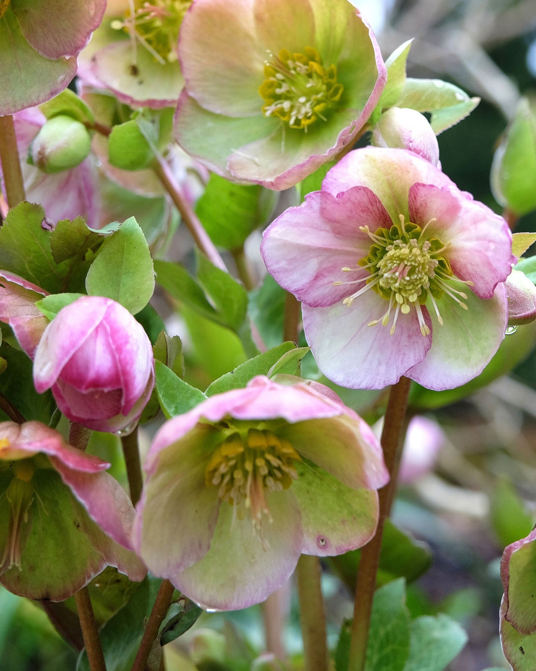 Close-up of pink and green flowers with buds on a blurred natural background
