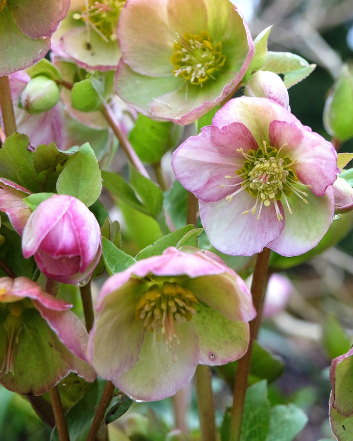 Close-up of pink and green flowers with buds on a blurred natural background