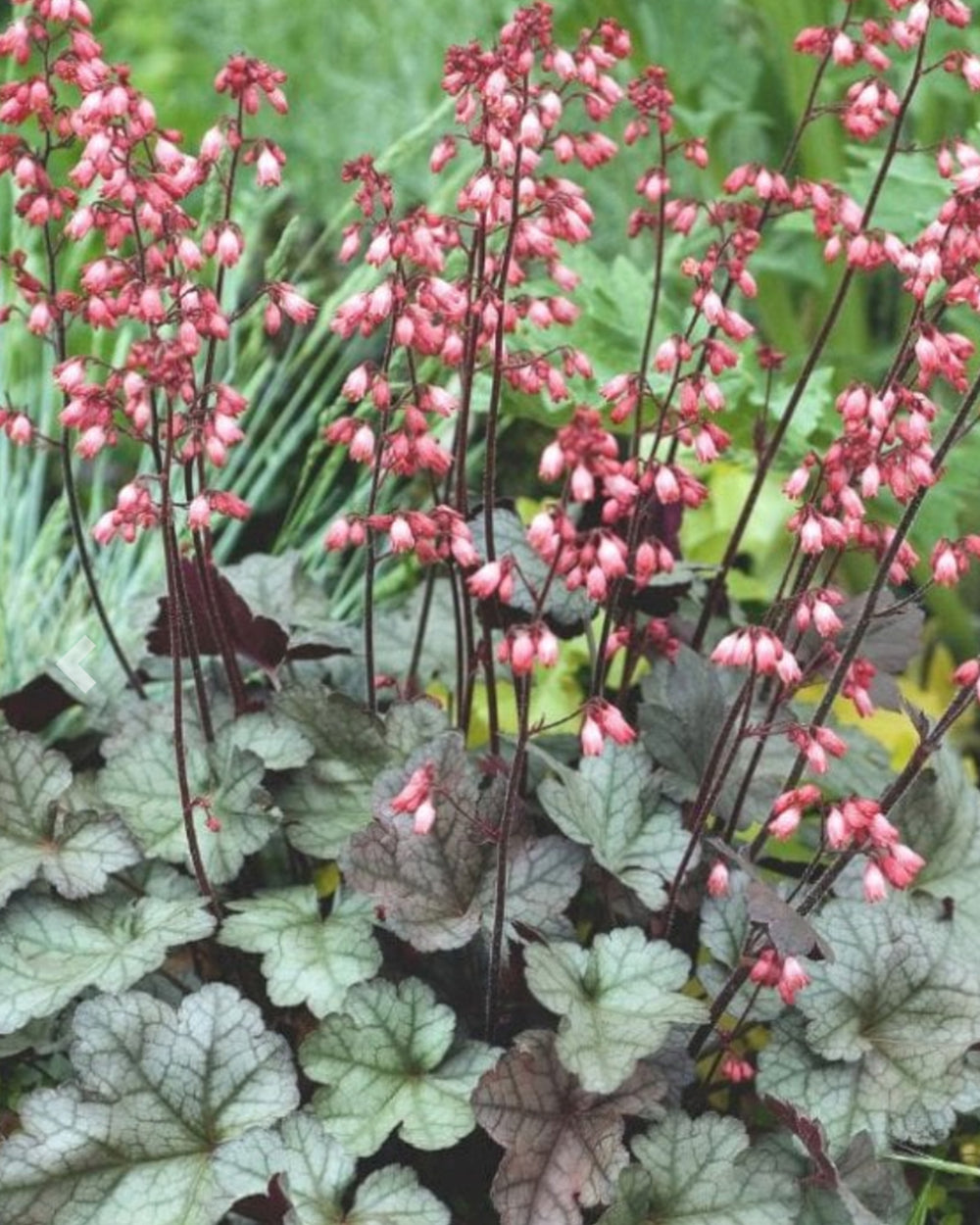 green marbled heuchera leaves with sprays of small pink bells above