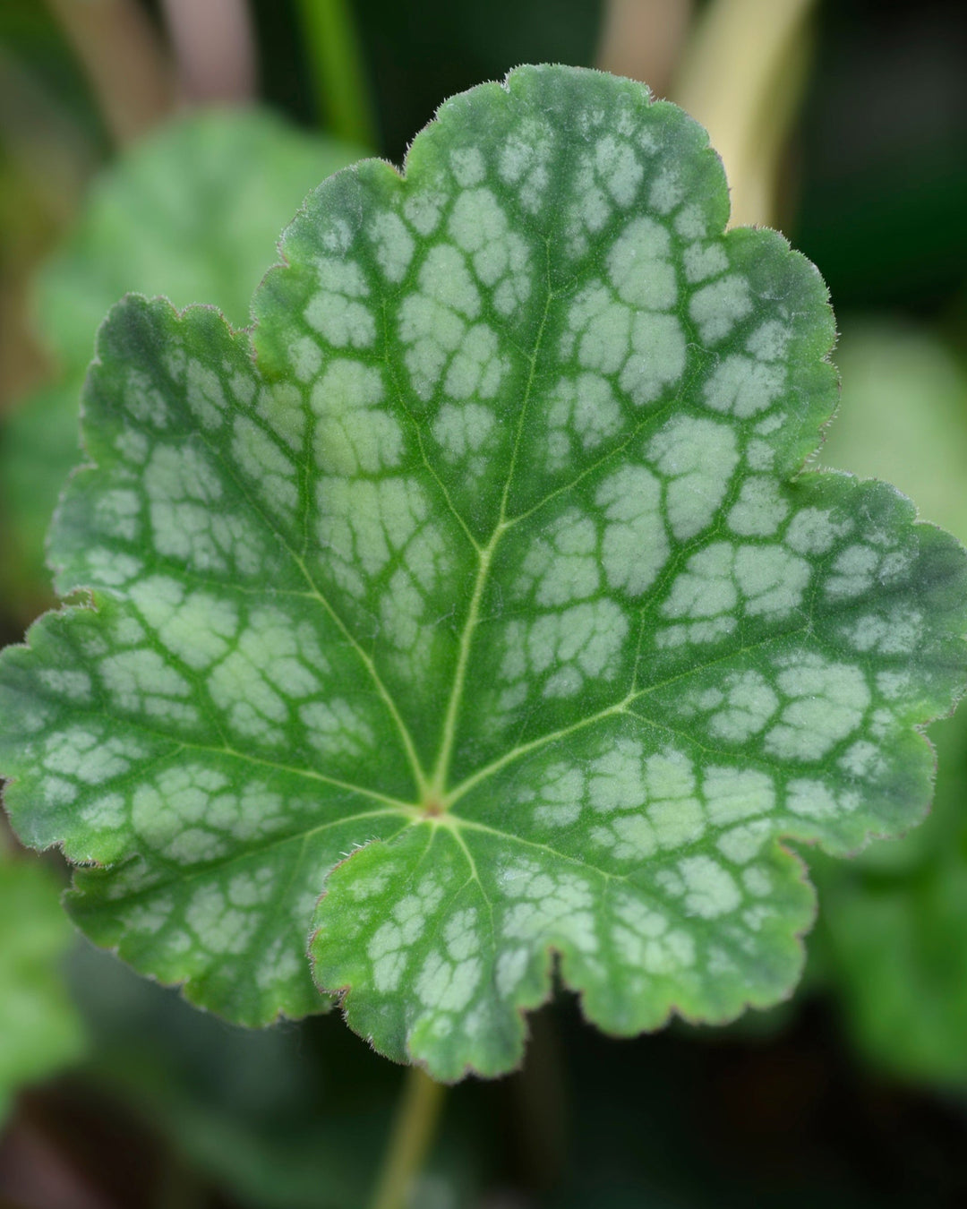 Close-up of a green leaf with white veins