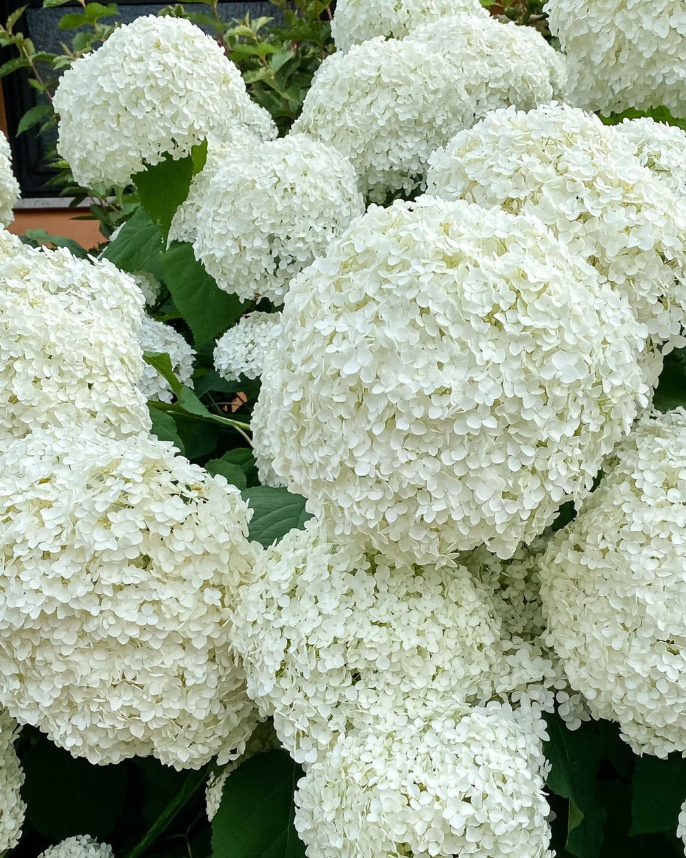 Close-up of white hydrangea flowers with green leaves.