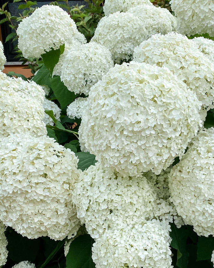Close-up of white hydrangea flowers with green leaves.