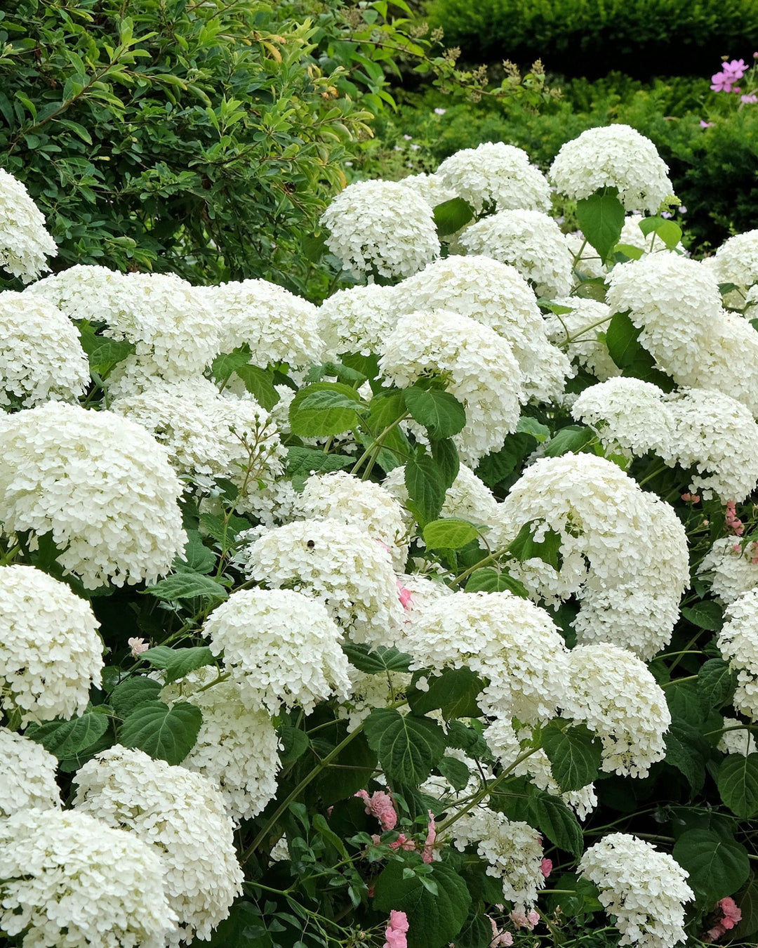 White flowers with green leaves in a garden setting
