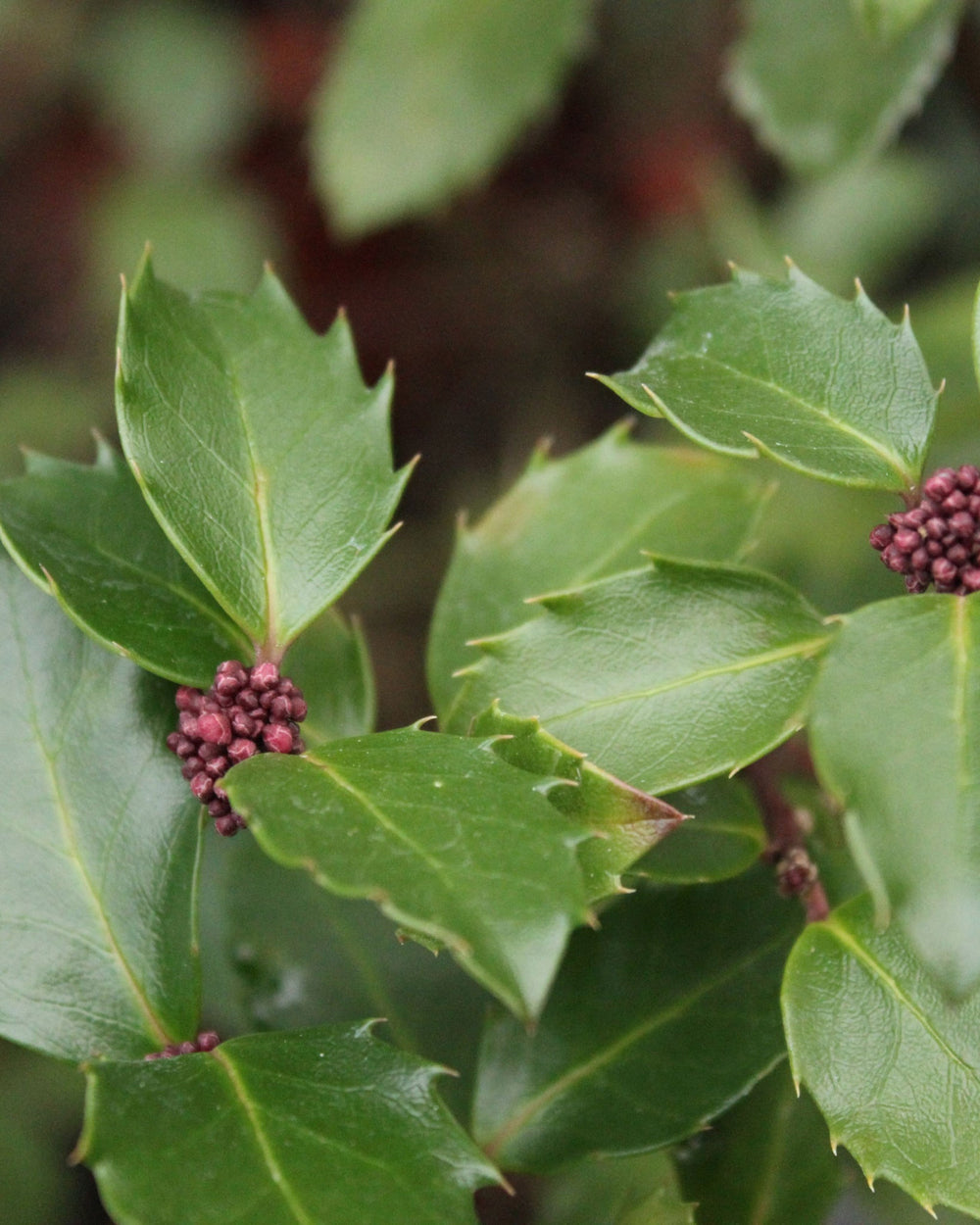 Close-up of green leaves with small purple berries on a blurred green background