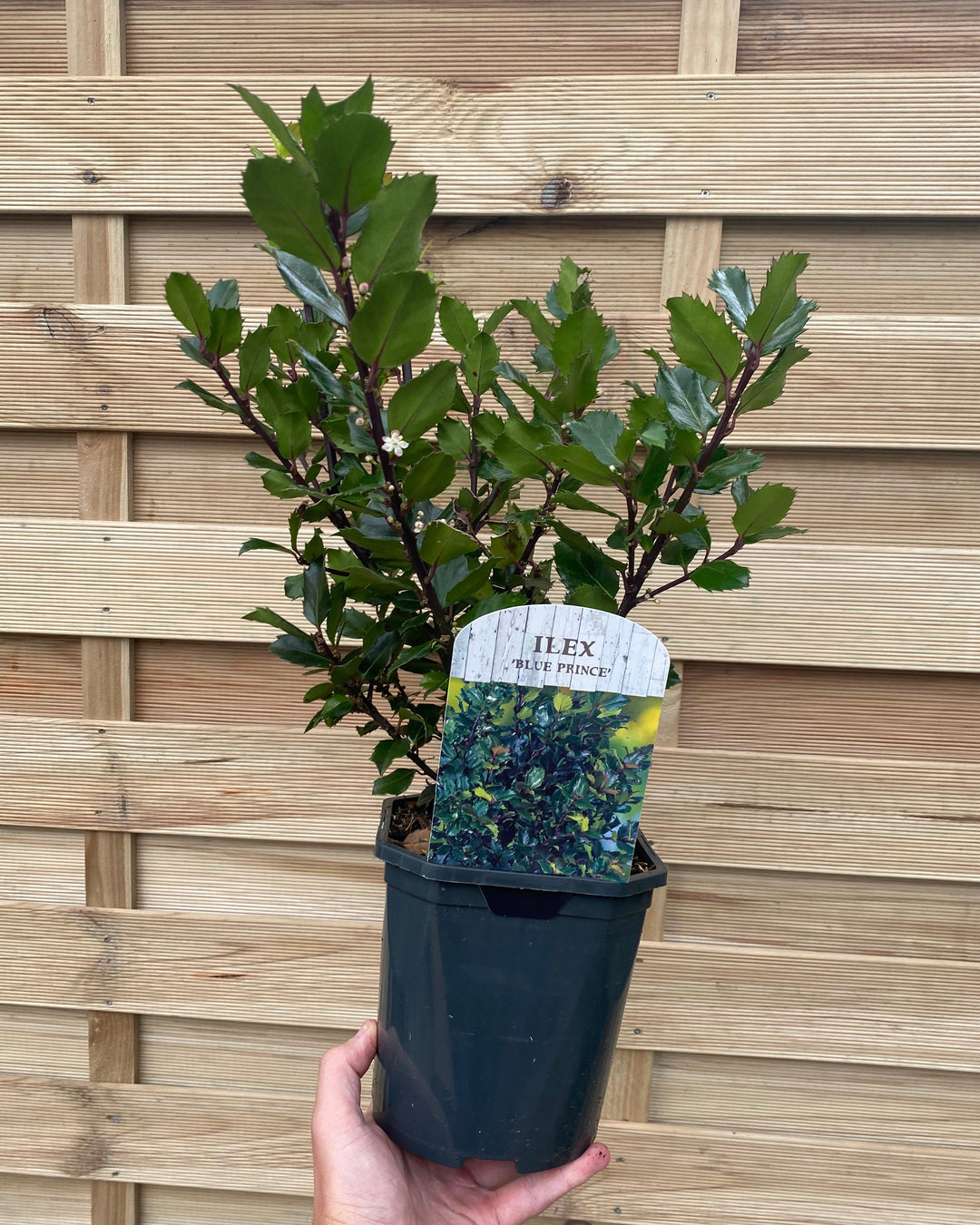 Potted plant with a label held against a wooden fence