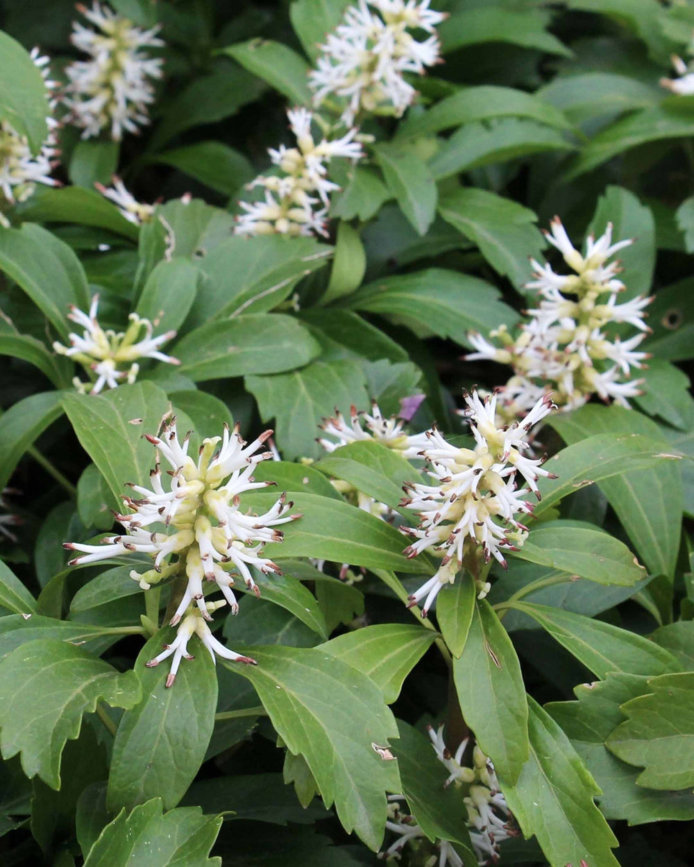 white flowered plant with tufts of white flower