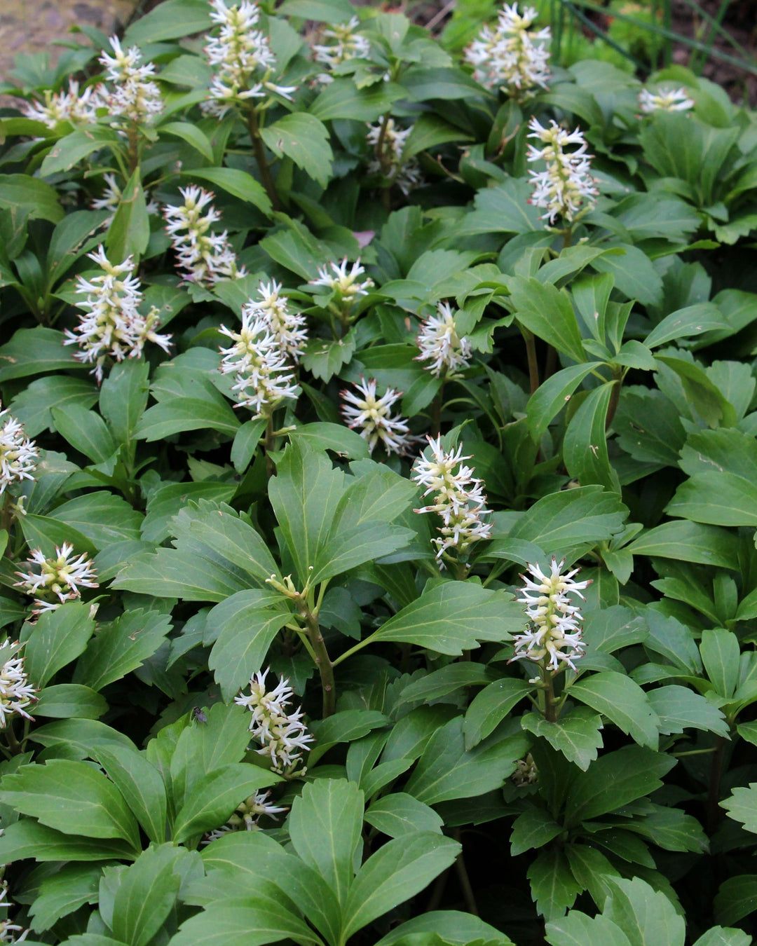 Green plants with white flowers in a natural setting